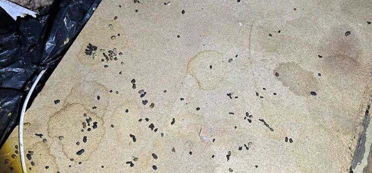 Professional Mice Control Services in Fulbourn