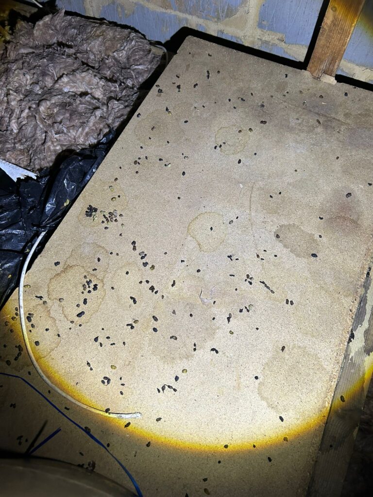 Professional Mice Control Services in Fulbourn