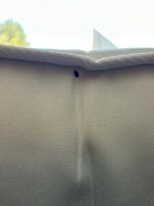 Bedbug Treatments Ramsey