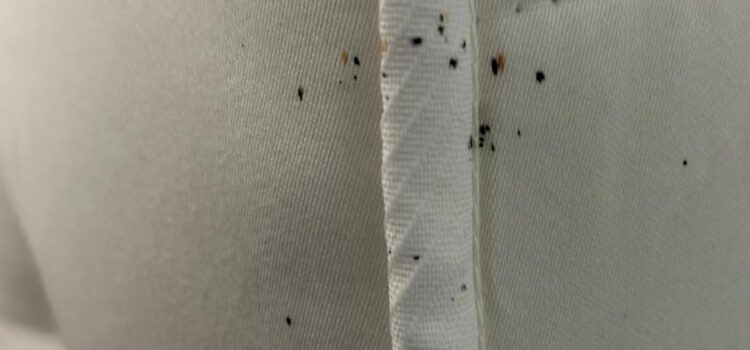 bedbug treatments Ramsey