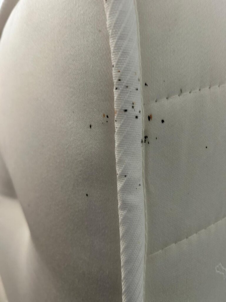 bedbug treatments Ramsey