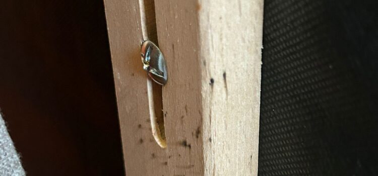 bedbug treatments in Sawston