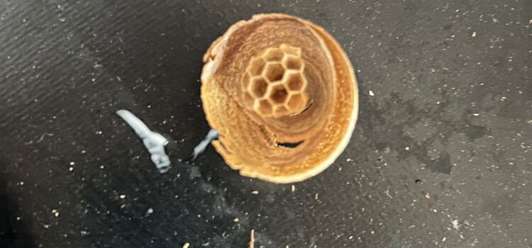 Wasp Nest Removal in Eynesbury