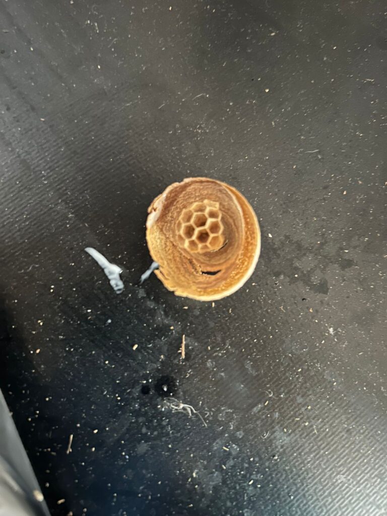 Wasp Nest Removal in Eynesbury