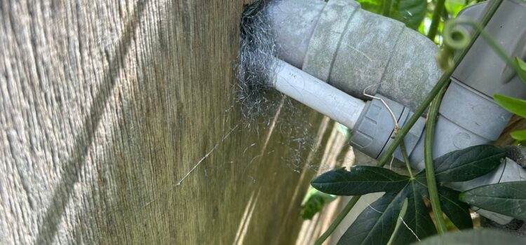 Rat Proofing Cambridge