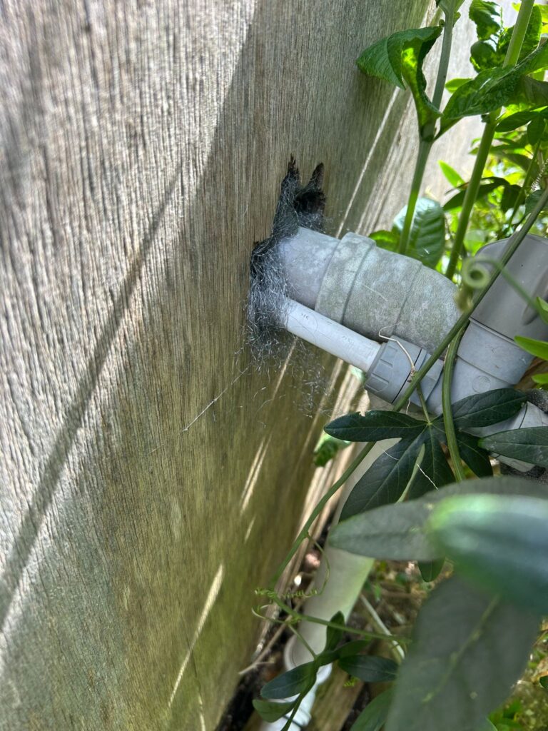 Rat Proofing Cambridge