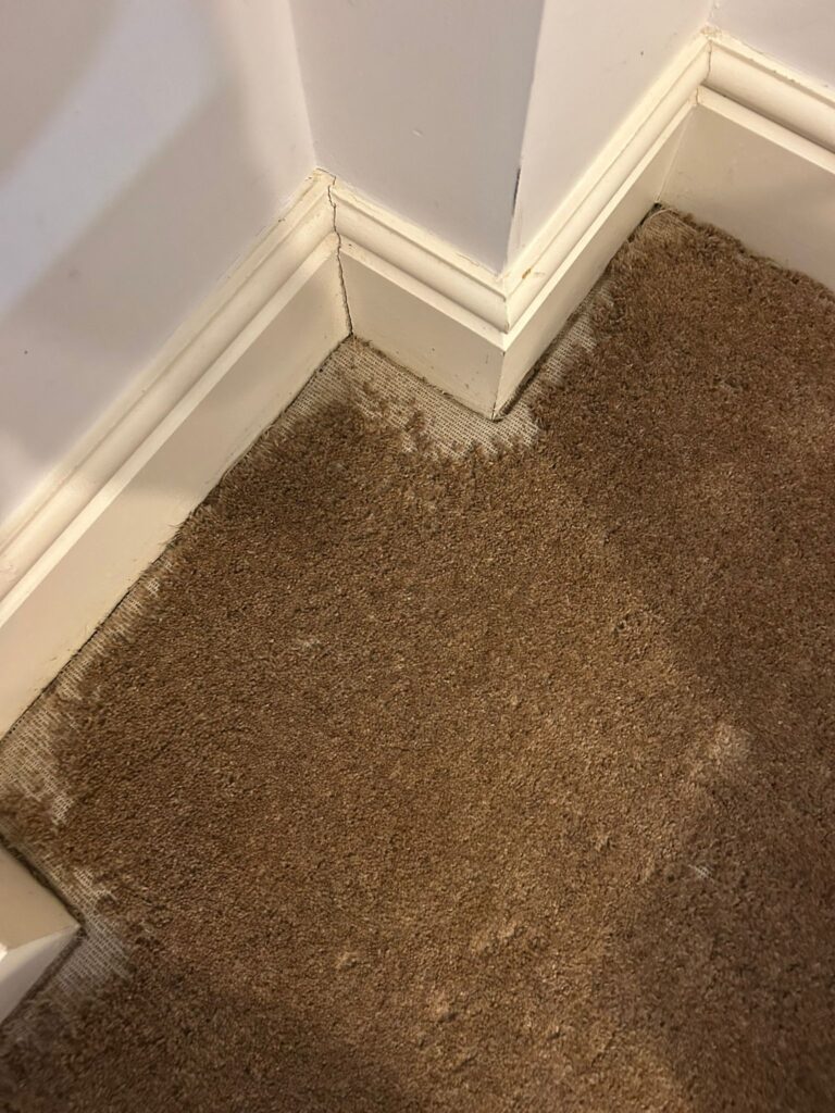 carpet moth control Biggleswade