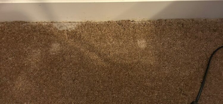 carpet moth control Biggleswade