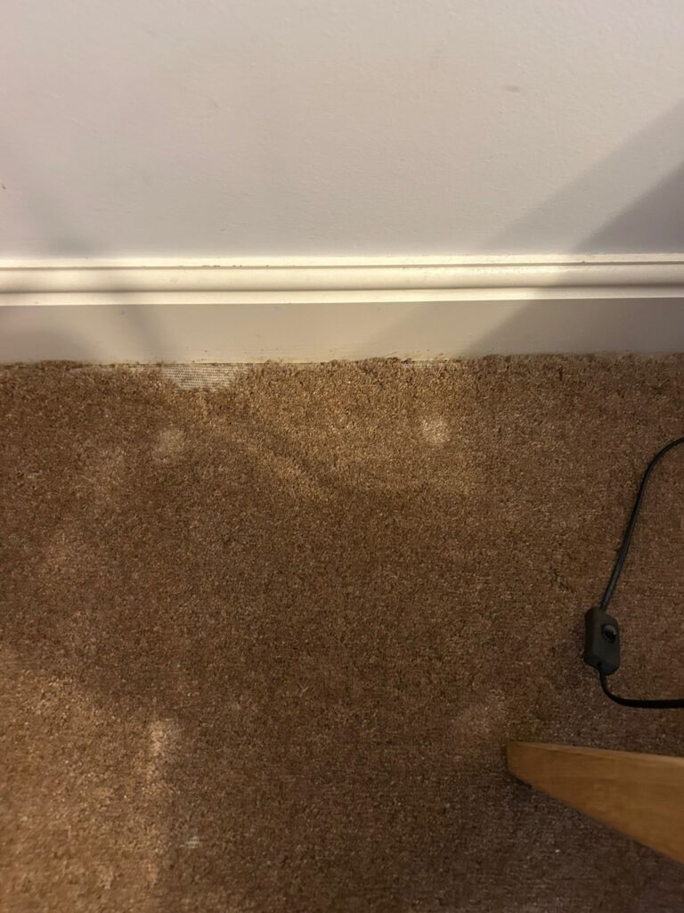 carpet moth control Biggleswade