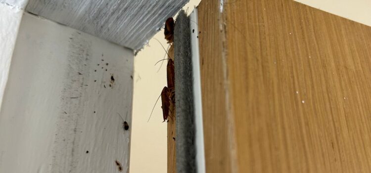 Cockroach Control Cambridge