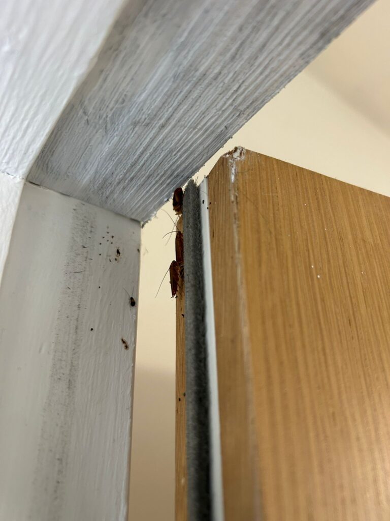 Cockroach Control Cambridge