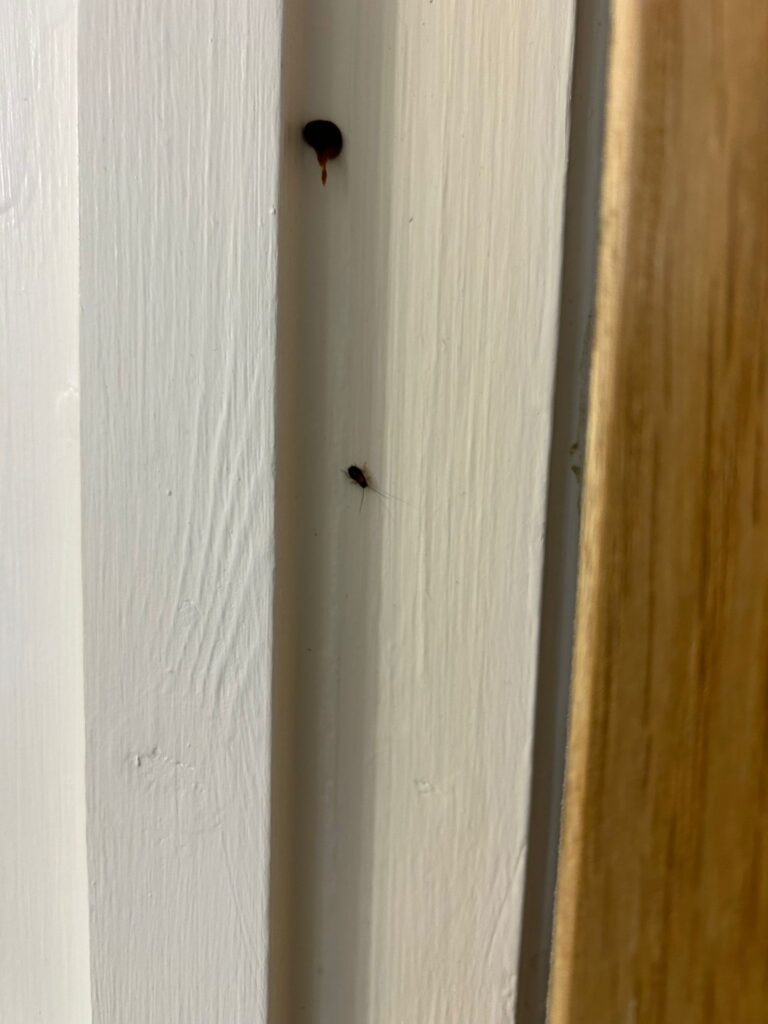 Cockroach Control Cambridge