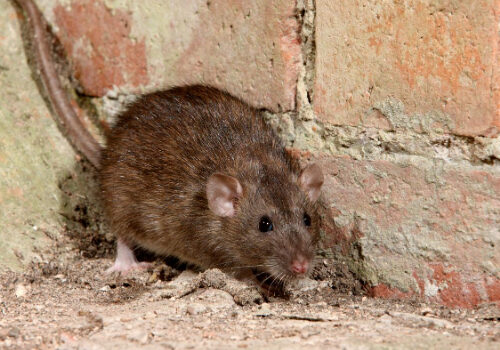 Rat Control in Oundle