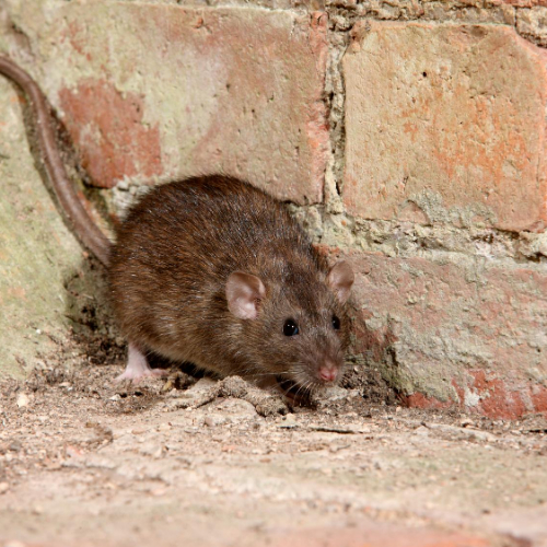 Rat Control in Oundle