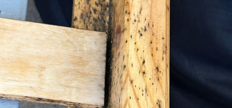 How to Identify Bedbugs in Your Wisbech Home