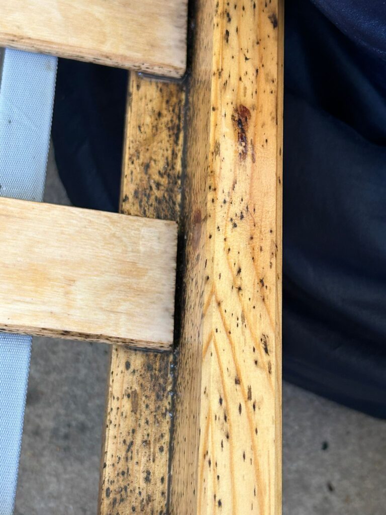 bedbug exterminator Swavesey