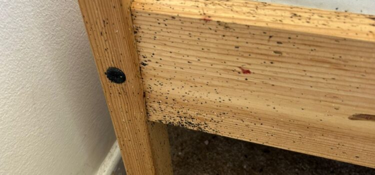 Common Causes of Infestations in Wisbech